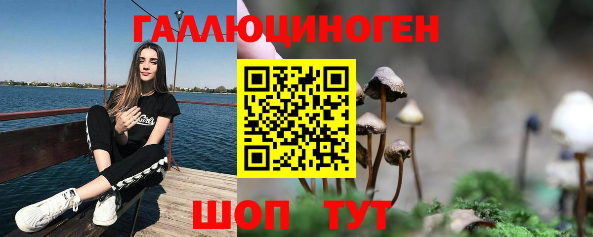 Камышин  Галлюциногенные грибы Psilocybine cubensis  Вход с VPN 
